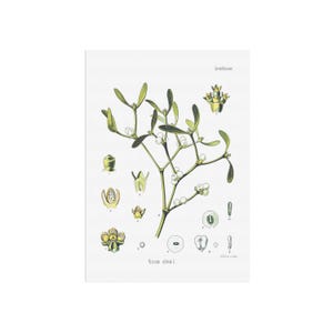 Impresión botánica vintage de muérdago común (Viscum album): póster con diagrama de botánica antiguo, decoración del hogar, arte retro.