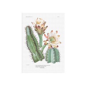 Cereus Hildmannianus Cactus - une belle plante/fleur de cactus pour votre mur - poster botanique cactus