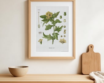 Botanical Print, Henbane Flower Art, Vintage Botany Poster