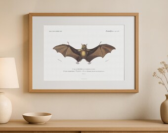 Póster vintage de zorro volador indio (murciélago frugívoro indio mayor, Pteropus medius (edwardsi)) basado en el dibujo de un antiguo libro de 1849.