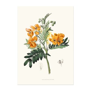 Oude prachtige vintage botanische kruidentekening van de zoetgeurende cassia aka Senna odorata - retro bloemenkunst - antieke botanische posterkunst