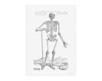Vintage Anatomy of the human body - Educational poster with a standing human skeleton - Chart - book illustration repro - Andreas Vesalius