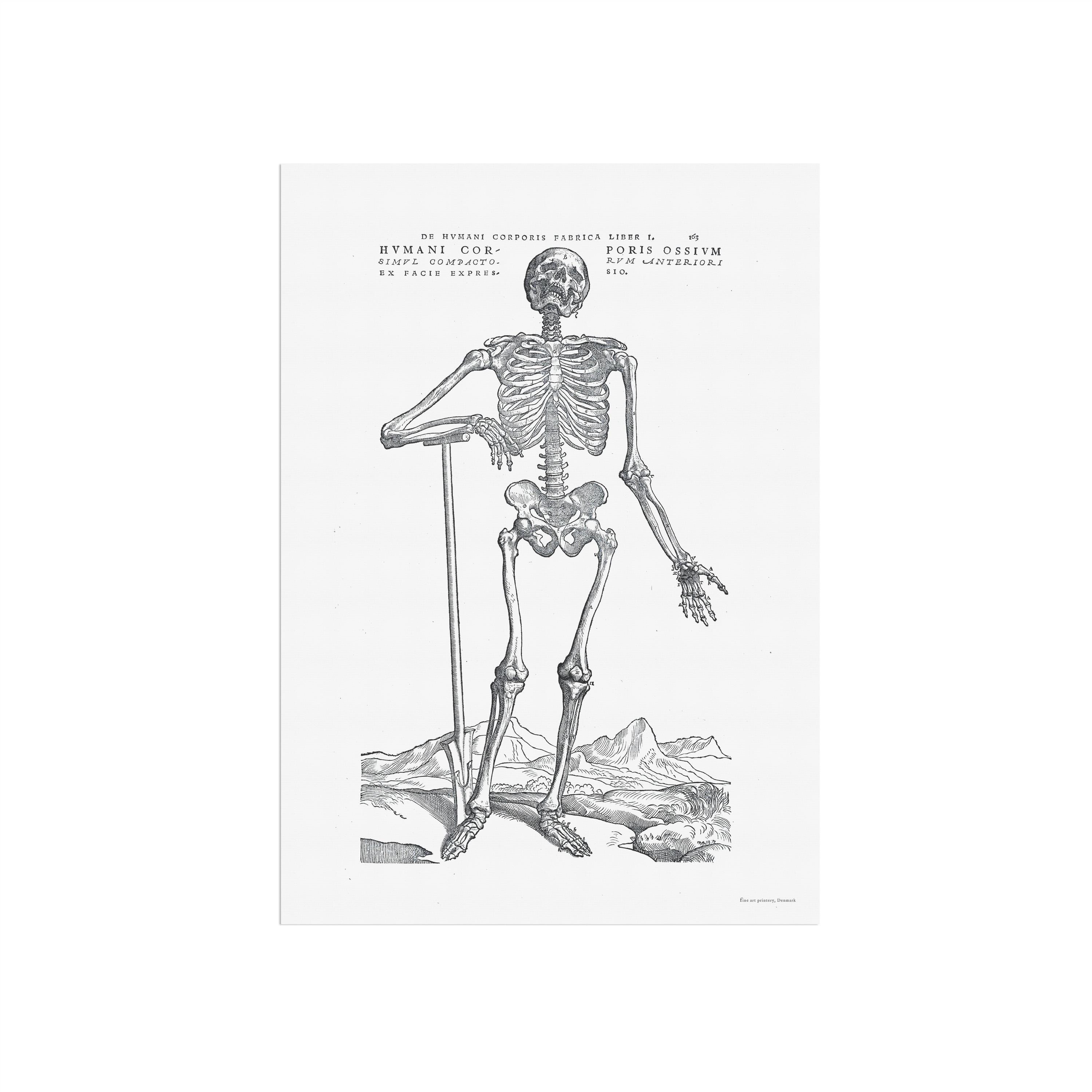 Vintage Anatomy Poster – Human Skeleton Print, Andreas Vesalius - Etsy ...
