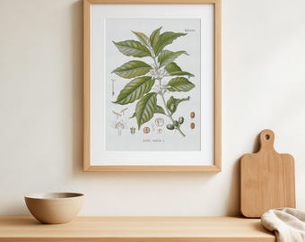 Lámina botánica vintage de la planta del café (Coffea arabica). Póster con gráfico de la planta del café - Decoración del hogar - Botánica de arte retro