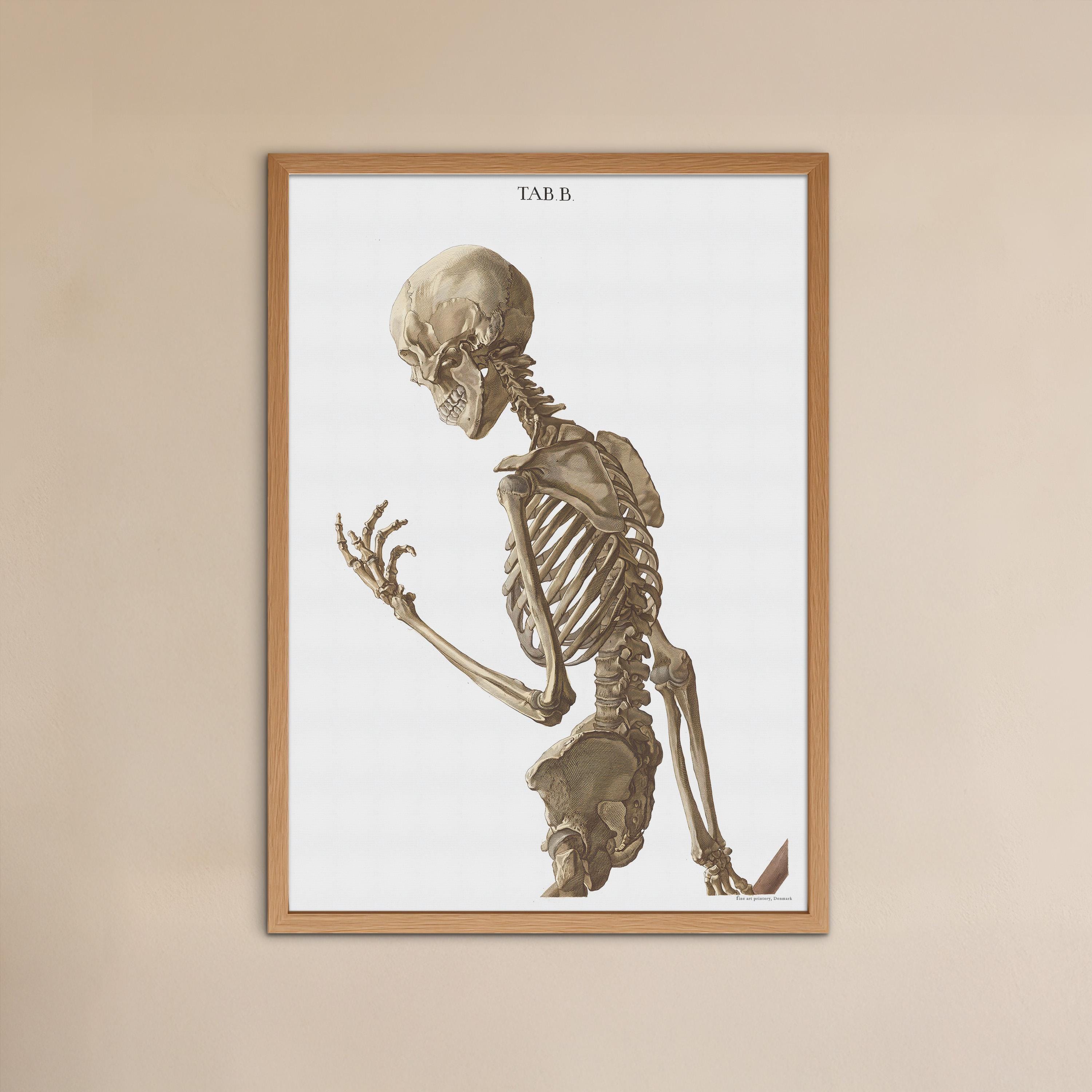 Antique Anatomy Poster of Posing Skeleton From Old Book, 1767 - Medical ...