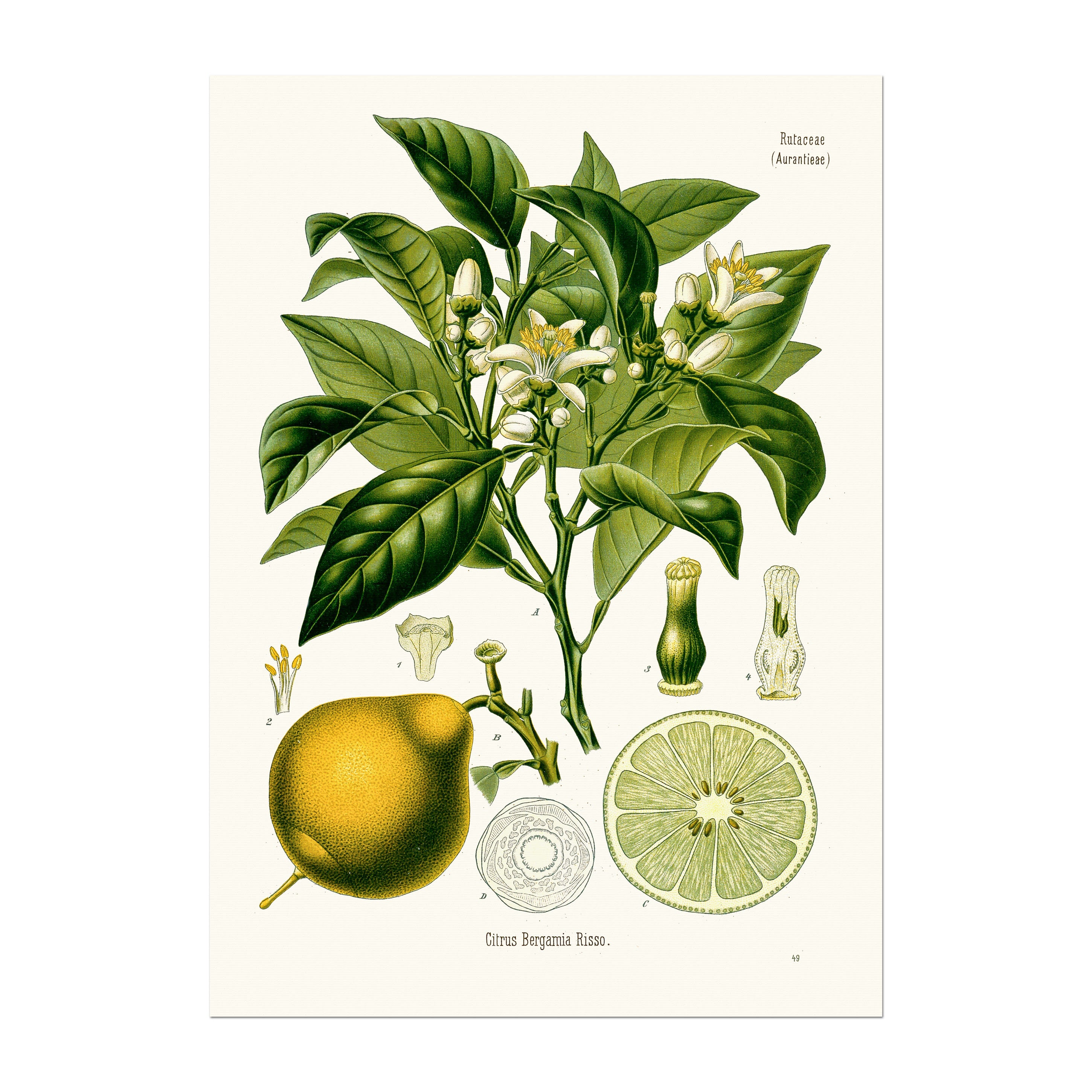 Vintage Botanical Herbal Bergamot Citrus Limon L Osbeck As Etsy