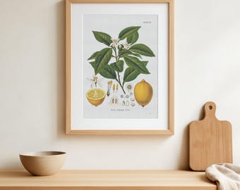 Lemon Botanical Print, Vintage Citrus Fruit Wall Art