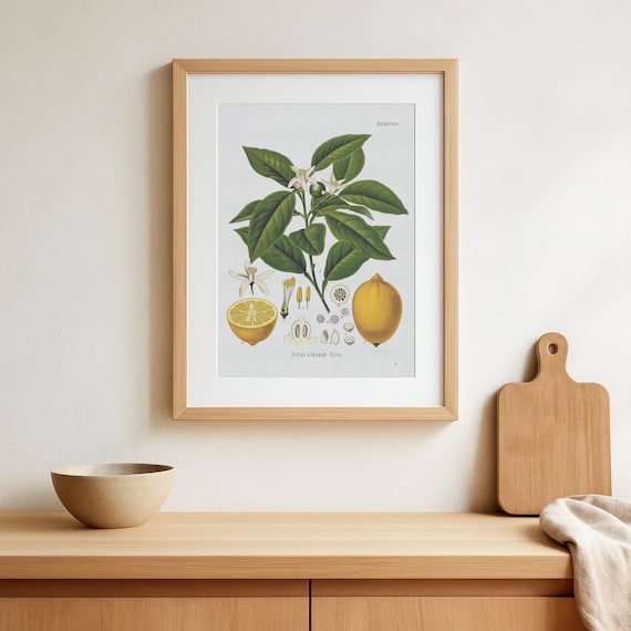 Vintage Lemon poster - citrus limonum risso print - Botanical fruit art print - Herbal posters - Köhler's Medizinal-Pflanzen