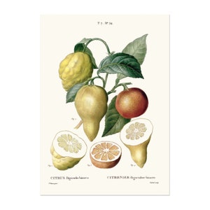 Citrus aurantium - Bittere sinaasappel - Pommeren - Poster Frans fruit - Botanische kunst