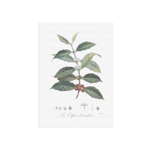 Affiche vintage de café - Coffea Arabica - original d'un ancien livre de botanique français