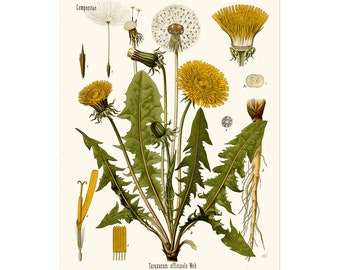 Retro Dandelion poster - Vintage Botanical Herbal print of the Taraxacum officinale, common dandelion - plant poster - botany art print