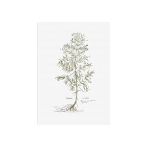 Rosmarinus officinalis - Romero - Arte medieval - Romero - Medicina natural - Planta herbácea botánica