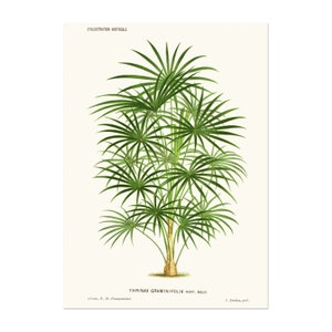 Vintage palm poster illustration Coccothrinax argentea as Thrinax graminifolia aka Hispaniola silver thatch palm or Guano palm image 1