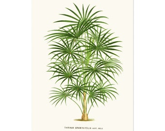 Vintage palm poster illustration - Coccothrinax argentea as Thrinax graminifolia - aka Hispaniola silver thatch palm or Guano palm