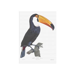 Retro Toucan poster - Beautiful vintage poster with an old book illustration of the beautiful Toucan bird