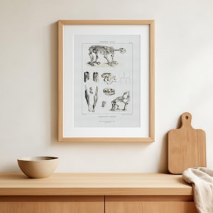 Giant Ground Sloth Skeleton Print – Vintage Paleontology Illustration