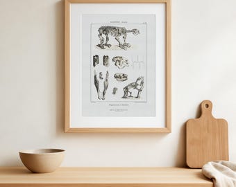 Giant Ground Sloth Skeleton Print – Vintage Paleontology Illustration