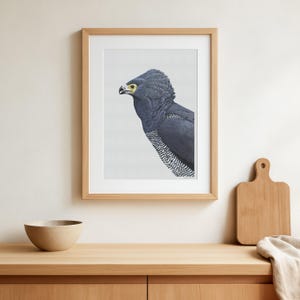 African harrier hawk - Beautiful vintage poster with drawing of the very beautiful Gymnogene bird