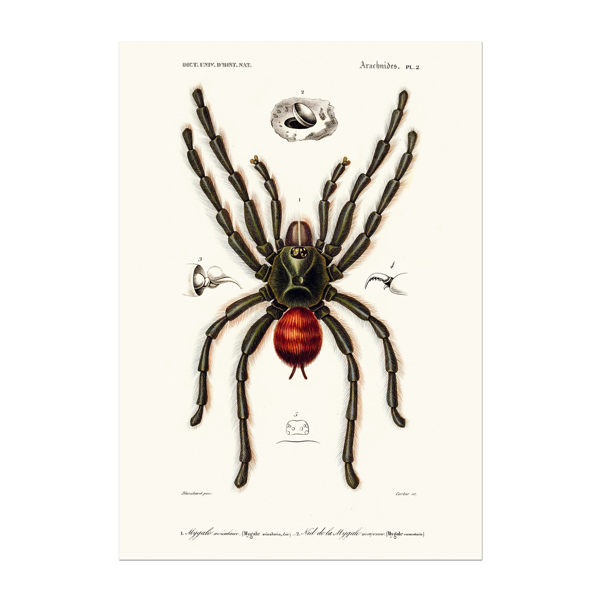Vintage Pinktoe Tarantula Poster Arachnid Spider Mygale Etsy