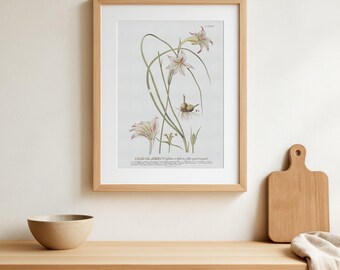 Impresión botánica vintage de amaryllis, arte floral antiguo para pared
