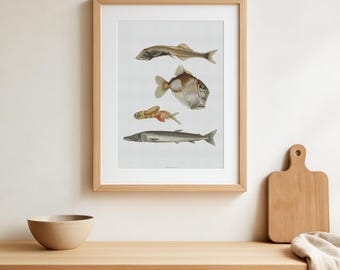 Impression vintage de poissons des grands fonds, 1911 Illustration de la vie marine, Cottagecore nautique