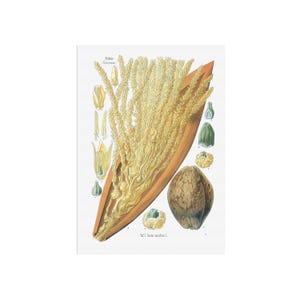 Wunderschönes Kokospalmen Poster - Cocos Nucifera taf 1 - alter Botanikdruck - Köhler's Medizinal-Pflanzen