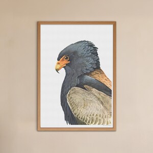 Vintage Bateleur Adler Poster - Antike Vogel-Illustration Bild 3