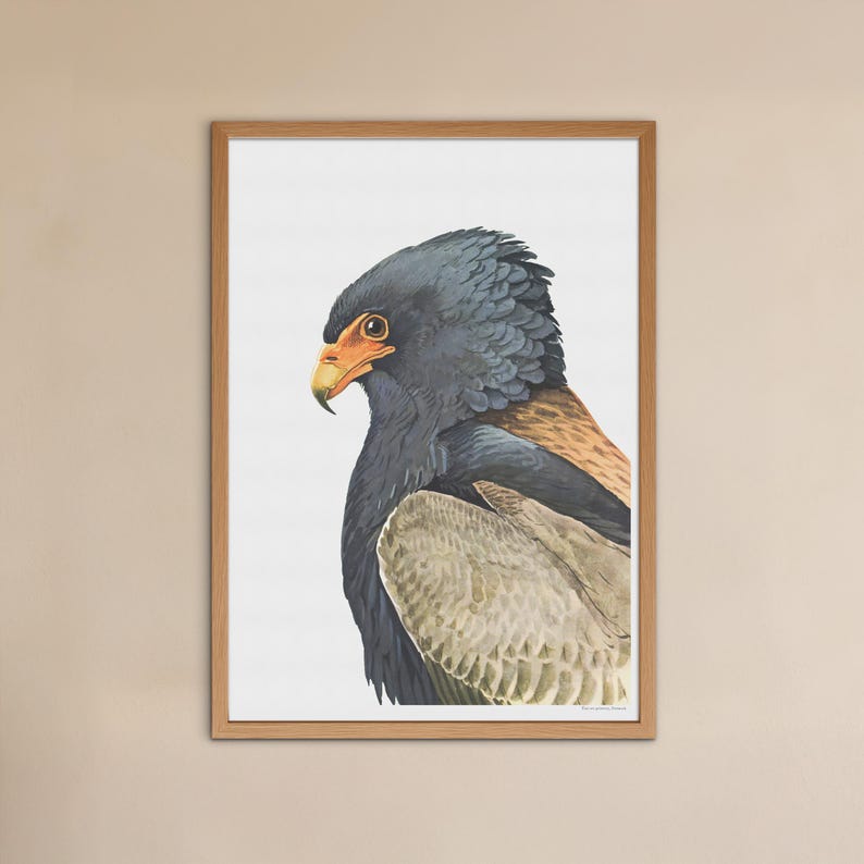 Vintage Bateleur Adler Poster - Antike Vogel-Illustration Bild 3