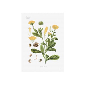 Illustration vintage de Calendula officinalis - impression botanique ancienne - souci, Ruddles - Köhler's Medizinal-Pflanzen