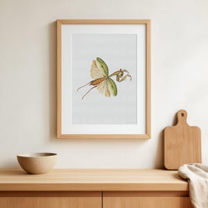 カマキリのプリント - クサカマキリ目 - ヴィンテージ昆虫画像イラスト