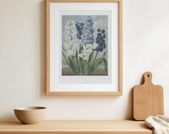 Impresión botánica vintage de jacinto, arte floral para pared, ilustración de flores antiguas