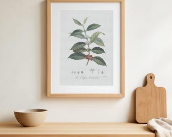 Vintage Coffee Poster - Coffea Arabica - original from old french botany book