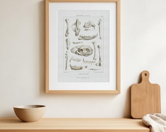 Cráneo, huesos y dientes de perro oso y hyaenodon (diente de hiena), póster de paleontología vintage de un antiguo libro francés - Ilustración histórica