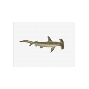 A vintage illustration of The Smooth hammerhead shark, Sphyrna zygaena - marine biolog poster - predatory fish - shark drawing