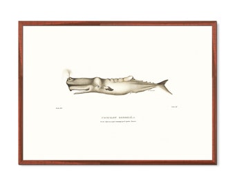 Vintage poster of a sperm whale - Whale Poster - Vintage Whale