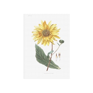 Ancien beau dessin botanique à base de plantes vintage d'un tournesol - art rétro - art ancien d'affiche de tournesol