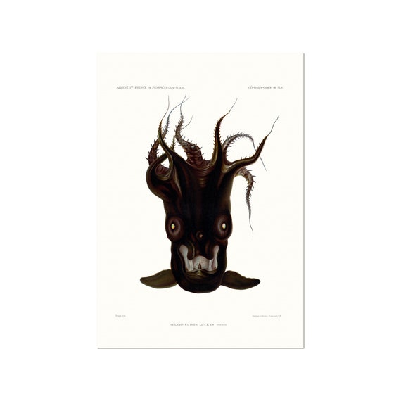 Vampire Squid From Hell Drawing 1080x1350