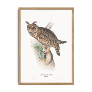 Poster gufo con il gufo dalle orecchie lunghe - Asio otus - Poster vintage di uccelli rapaci - Poster di uccelli