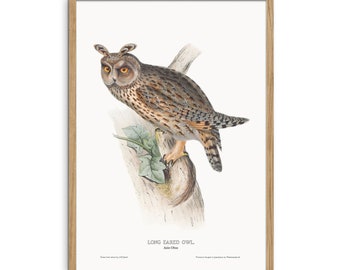 Owl poster with the Long-eared owl - Asio otus - Bird of prey vintage poster - Bird poster