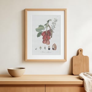 Blighia sapida - Die Ackee wird auch als Ankye, Achee, Akee oder Ayee bezeichnet