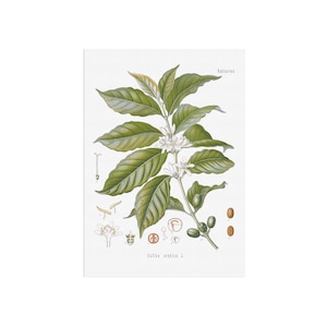 impression botanique vintage à base de plantes du caféier, Coffea arabica. Affiche de plante de carte de café - décoration d'intérieur - botanique d'art rétro