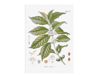 Vintage Botanical Herbal print of the Coffee plant, Coffea Arabica. Coffee chart plant poster - Home decor - retro art botany