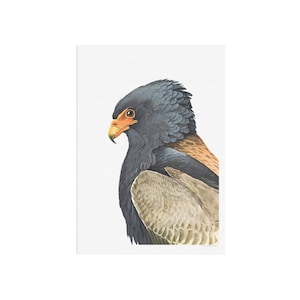 Bateleur Eagle - Beautiful vintage poster with drawing of the very beautiful Eagle bird