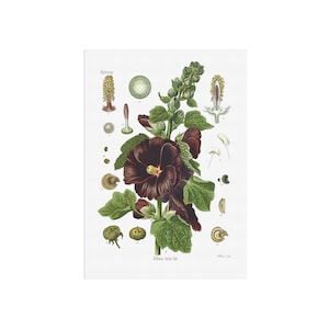 Alte botanische Illustration von Alcea rosea (Malve), altes Plakat mit Heilpflanze
