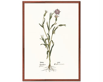 Corncockle - Middel age art - Agrostemma githago - botanical herb plant
