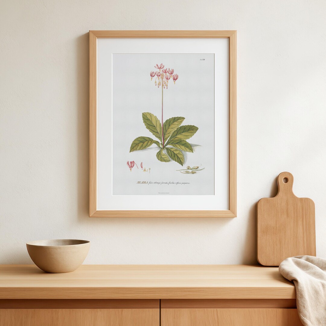 Vintage Botanical Print, Pink Flower Wall Art, Antique Floral ...