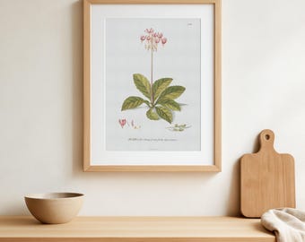 Impresión botánica vintage, arte mural de flores rosas, ilustración floral antigua