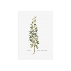Cannabis Sativa - Mittlere Kunst - Naturheilkunde - Magische Heilpflanze