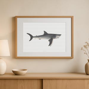 ヴィンテージのホホジロザメの版画：アンティークイラストアート