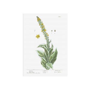 Gordolobo de Una curiosa planta herbácea - Impresión botánica Verbascum, planta de terciopelo